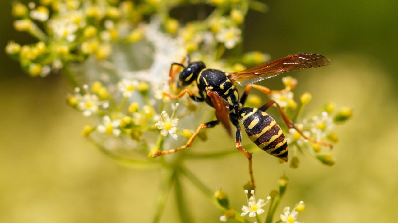Se protéger des insectes